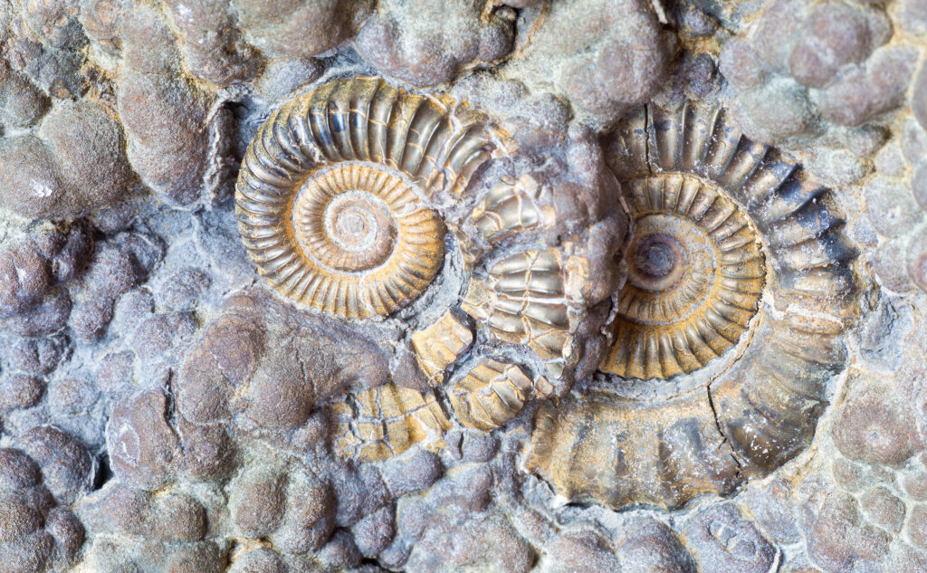 Close up of two spiral ammonite fossils in a grey rock 