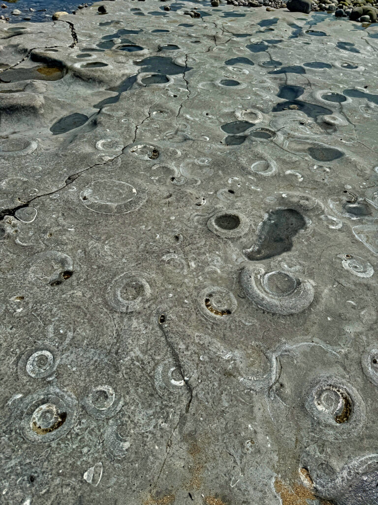 Close up of a flat grey rock with hundreds of partial ammonite fossils in it