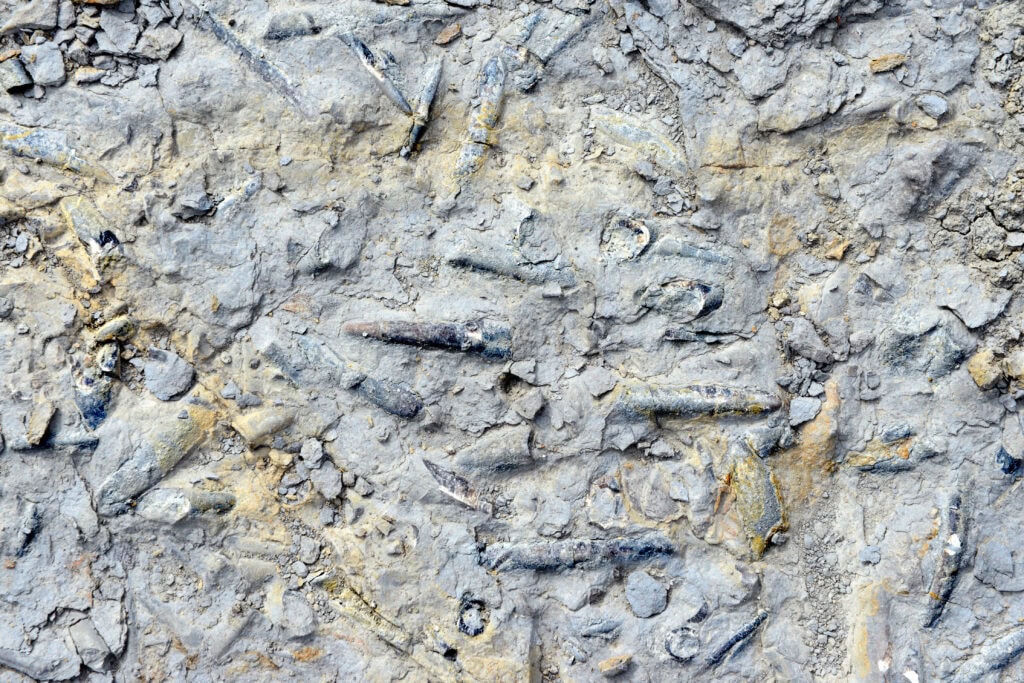Close up of bullet shaped belemnite fossils in grey rock