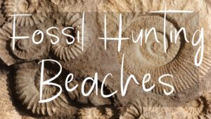 Button: Fossil Hunting Beaches