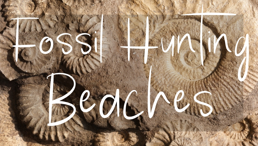 Button: Fossil Hunting Beaches