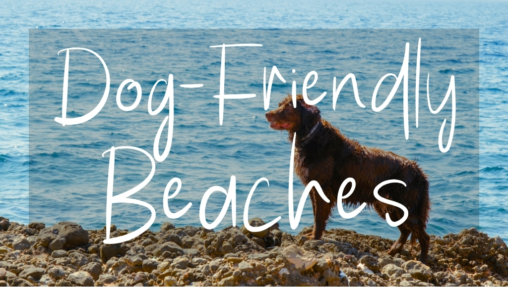 Button: Dog Friendly Beaches