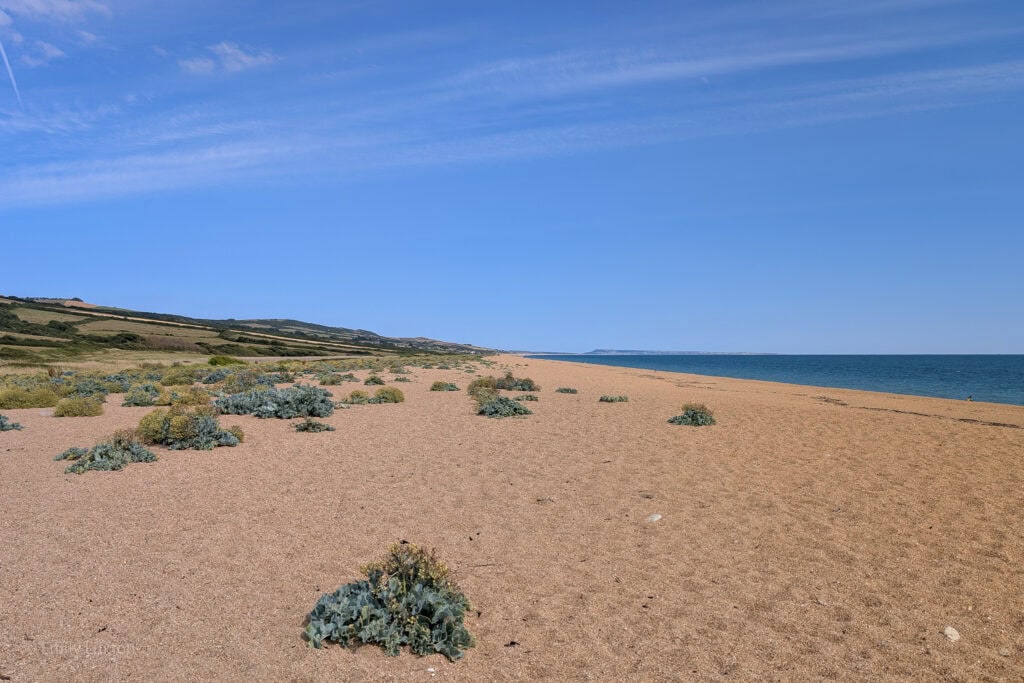shingle beach dotted with green plants next to low sloping green hills on a sunny day