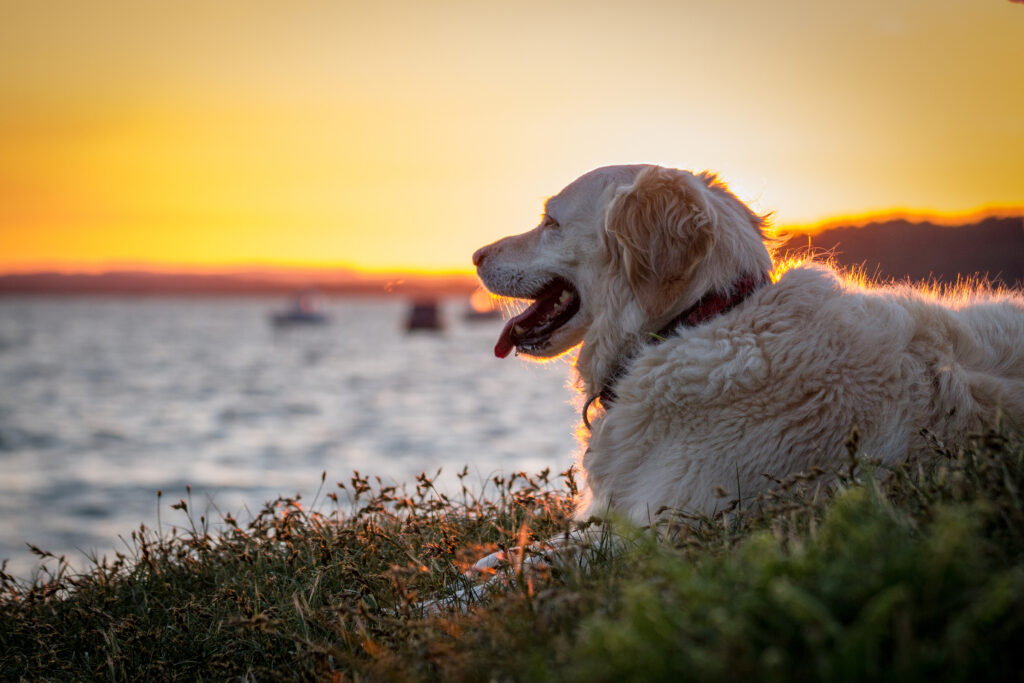 happy pet dog sitting in heather in a bay at sunset with tongue out. Dog friendly beaches in dorset.