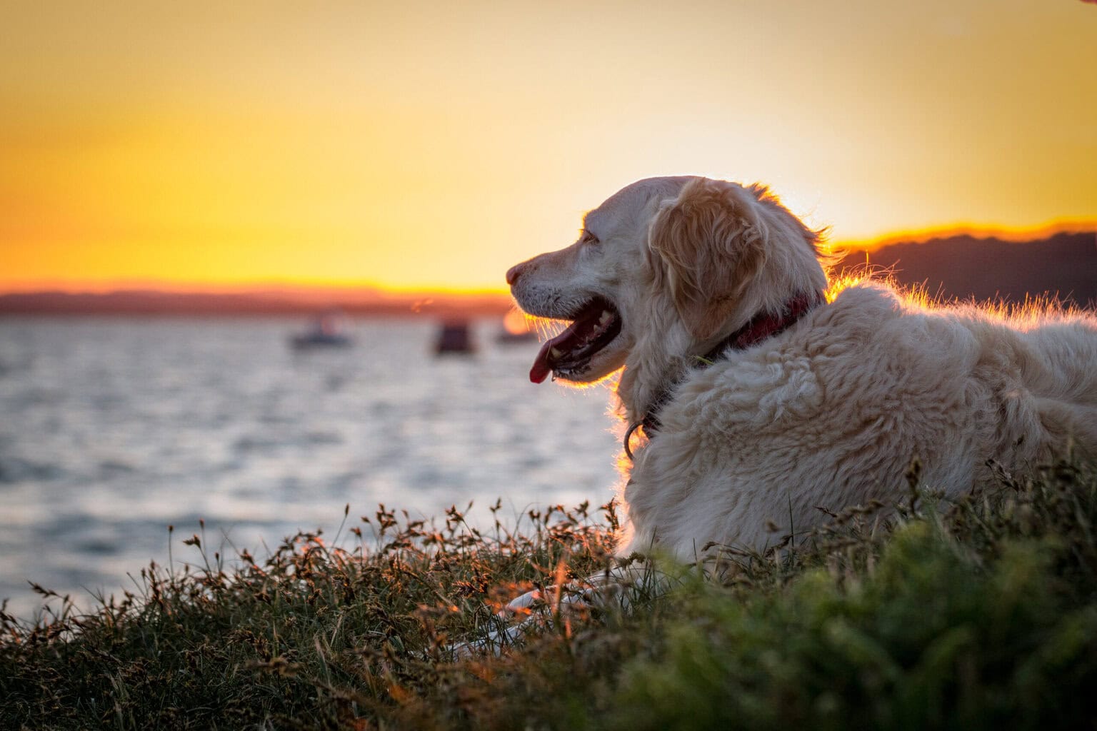 happy pet dog sitting in heather in bay at sunset with tongue out. Dog friendly beaches in dorset.