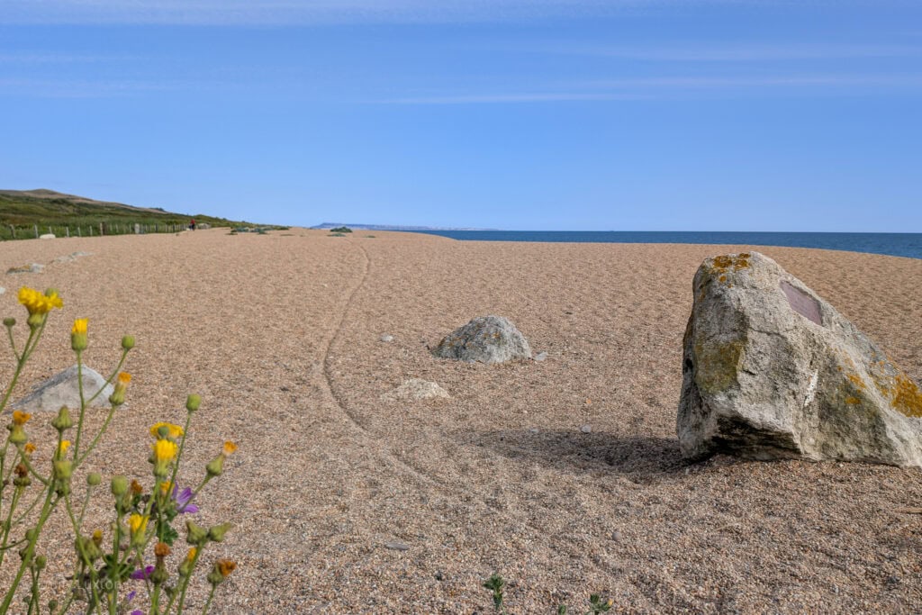 shingle beach on a sunny day with the blue sea in the background and a large grey rock and some yellow flowers in the foreground