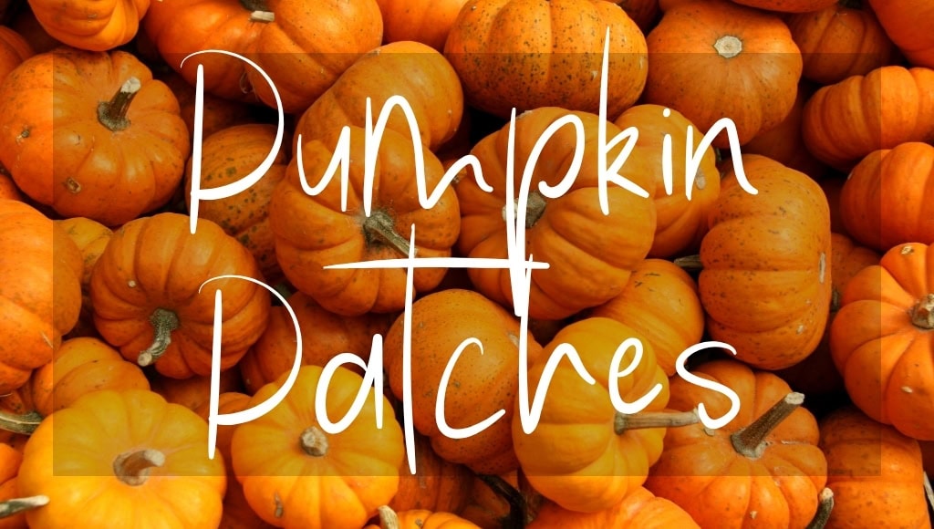 Button: Pumpkin Patches