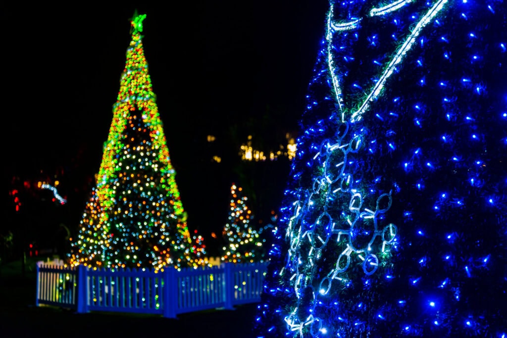 Christmas trees lit up at night