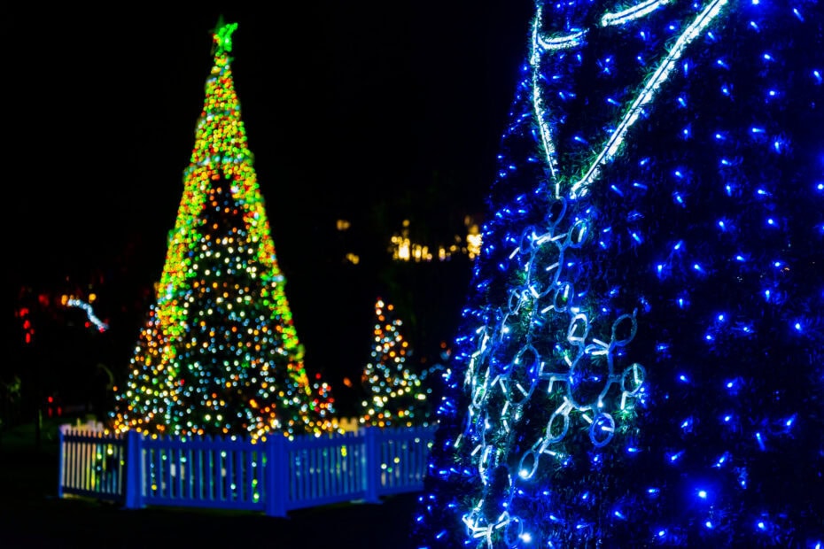 Christmas trees lit up at night