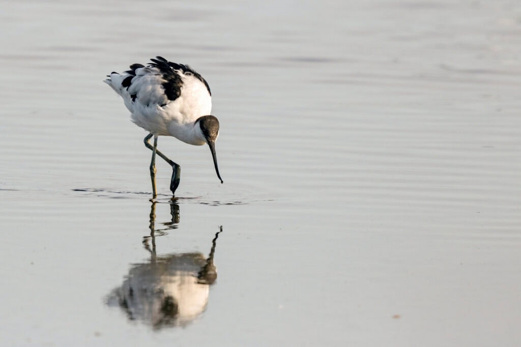 Avocet wading in shallow water with its long beack pointed towards the surface