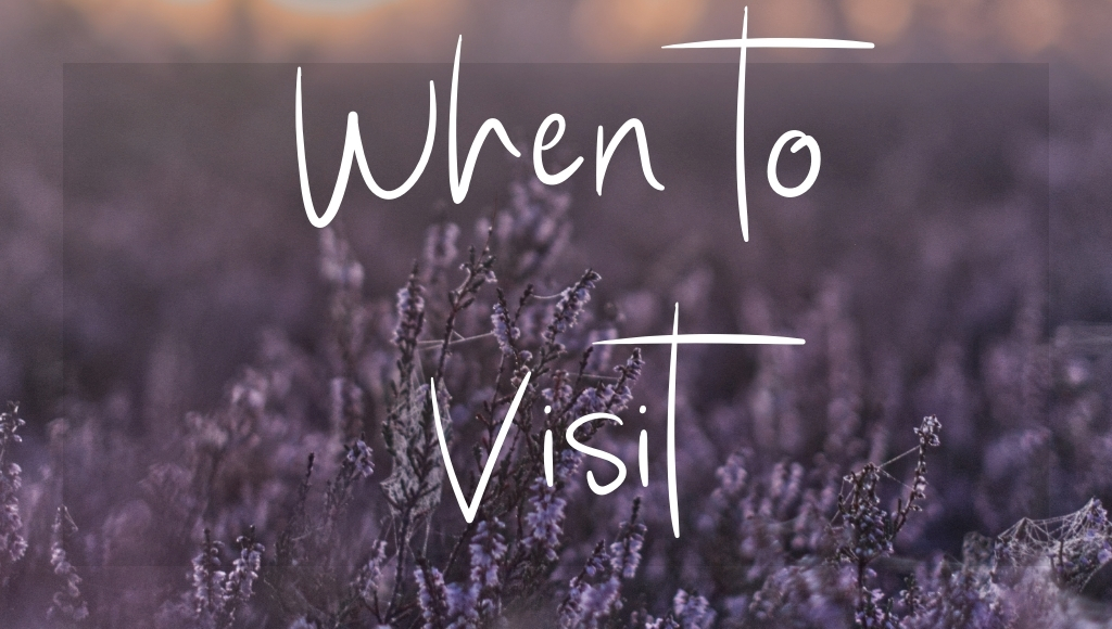 Button: When to Visit