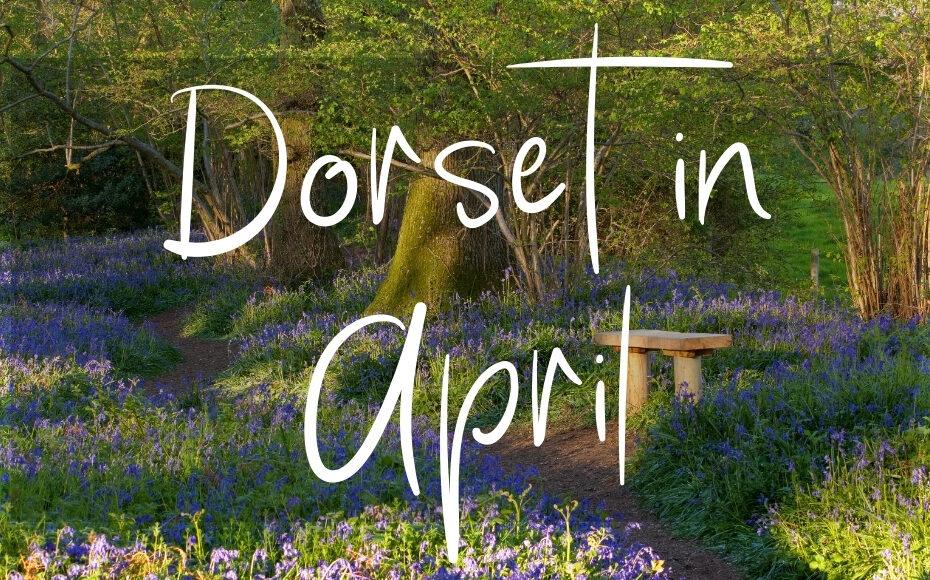 Dorset in April: written in white text over a photo of a woodland with many bluebells