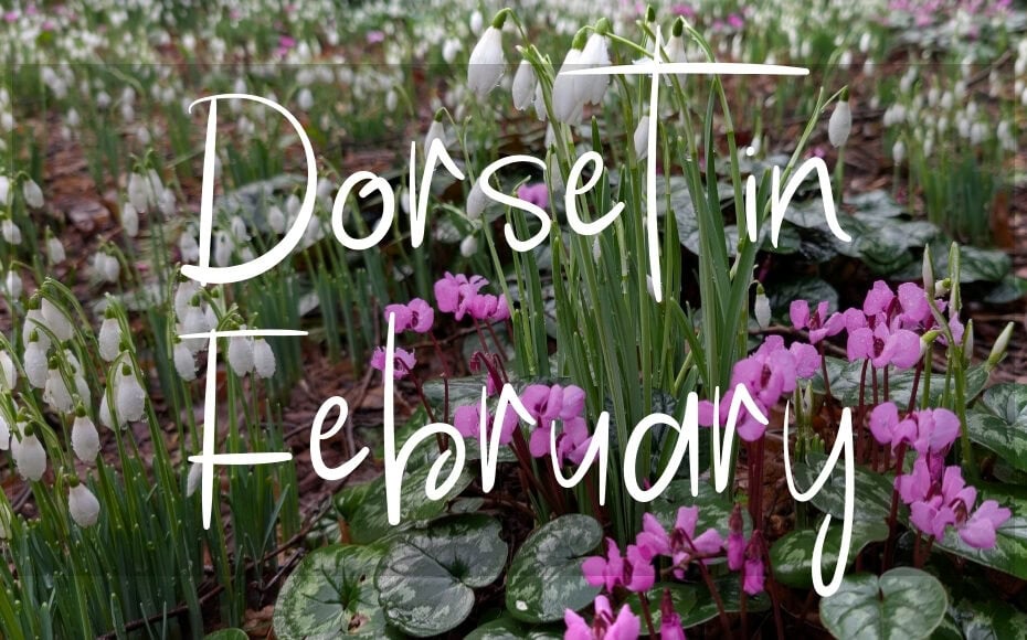 Dorset in February: written in white text over a photo of snowdrops
