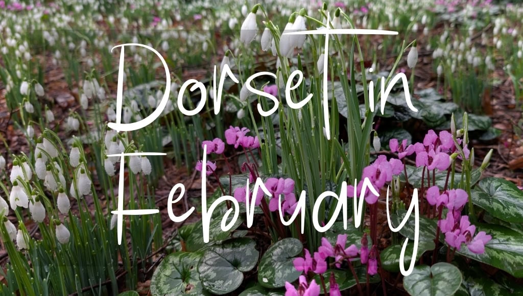 Dorset in February: written in white text over a photo of snowdrops