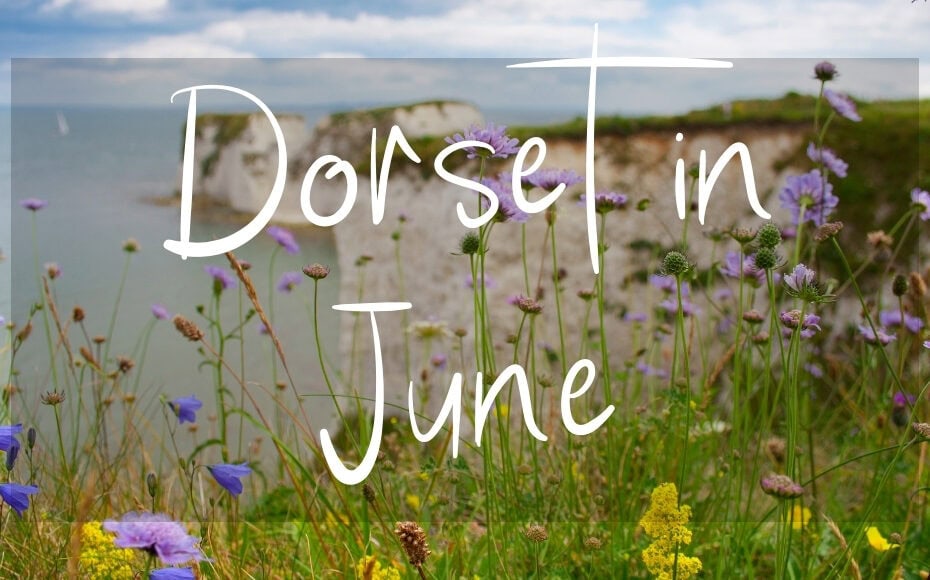 Dorset in June: written in white text over a photo of white cliffs with wildflowers in the foreground