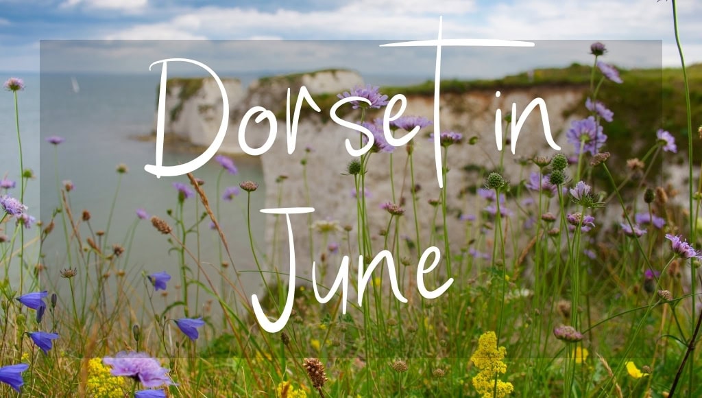 Dorset in June: written in white text over a photo of white cliffs with wildflowers in the foreground