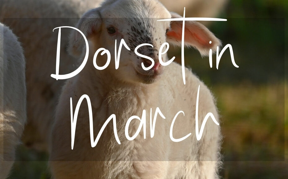 Dorset in March: written in white text over a photo of a spring lamb