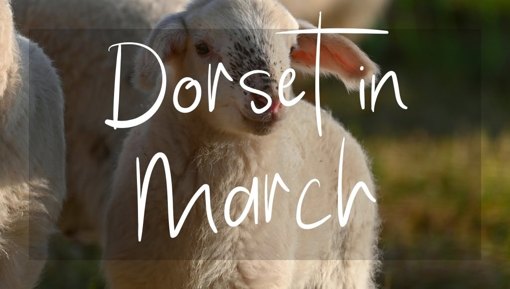 Dorset in March: written in white text over a photo of a spring lamb