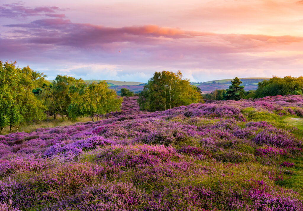 Dramatic skies over Purple and pink heather on Dorset heathland near Studland