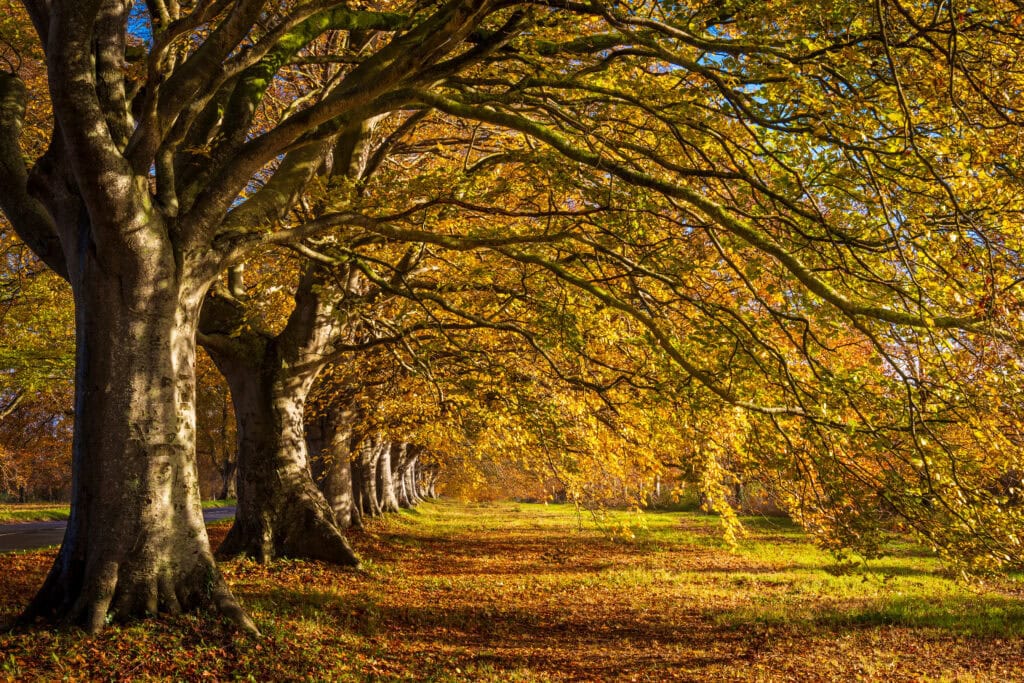 row of mature beech trees with autumn foliage | best time to visit dorset