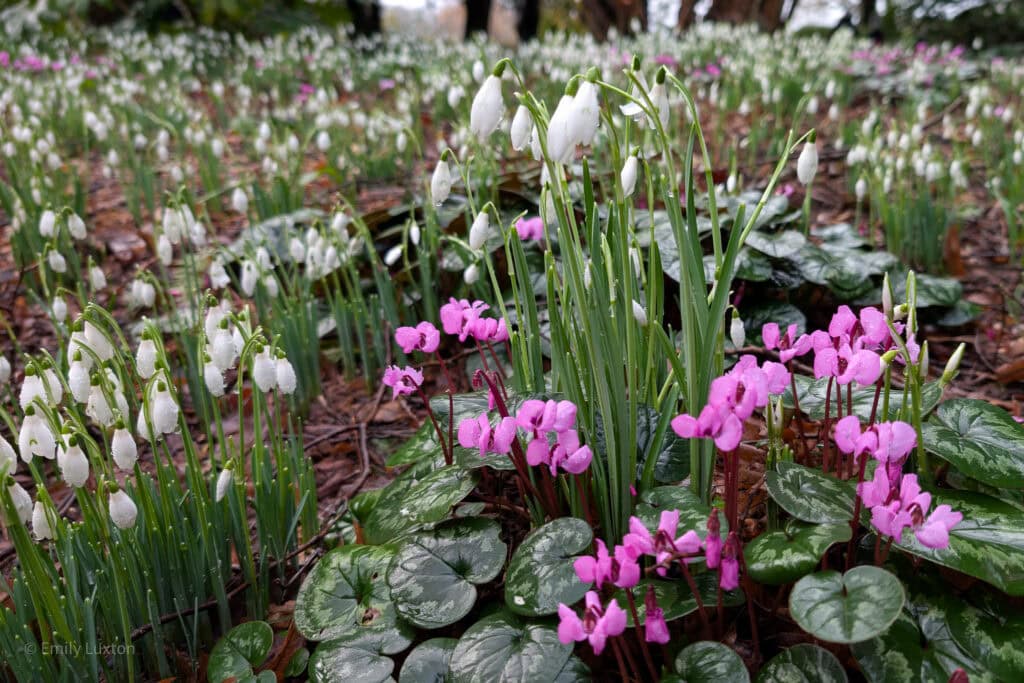 close up of snowdrops and small purple flowers