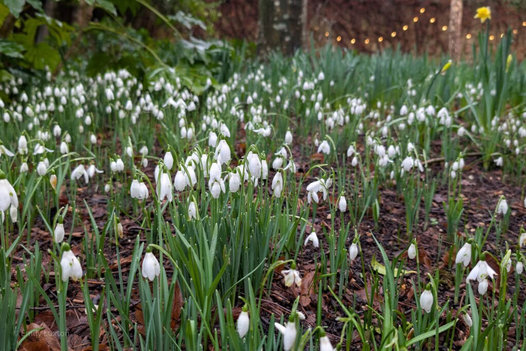 Many snowdrops growing in a garden with a stone wall behind