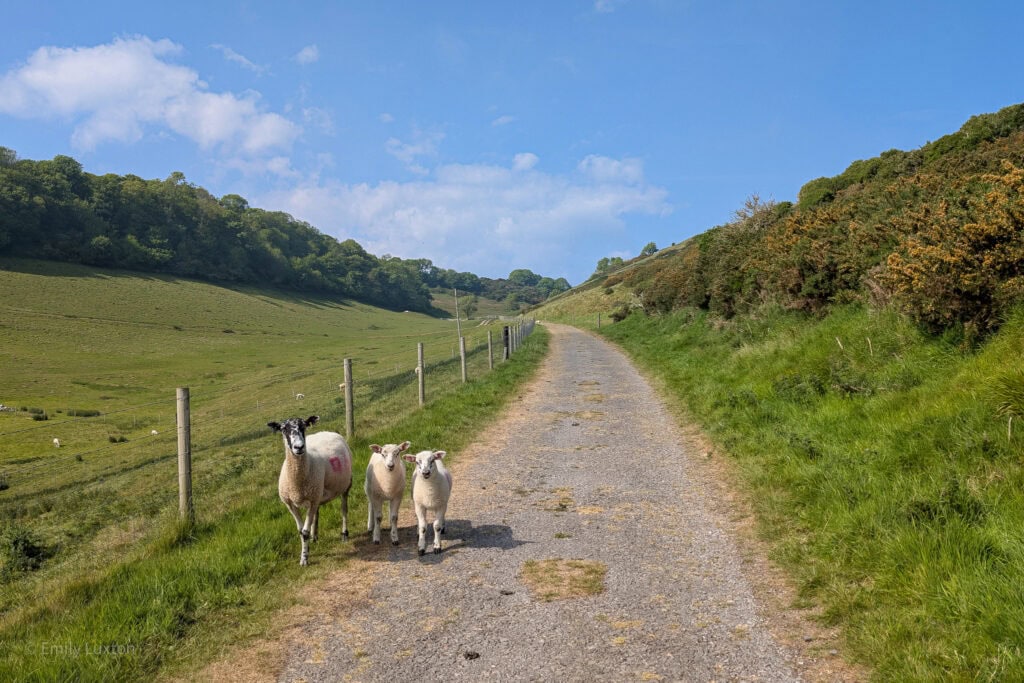mother sheep and two lambs standing on a path in a grassy valley | best time to visit dorset