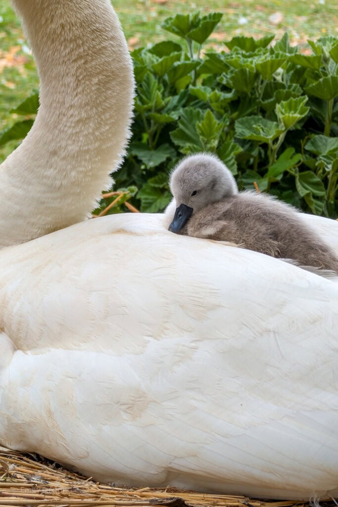 Close up of a fluffy grey cygnet on a mother swan's back