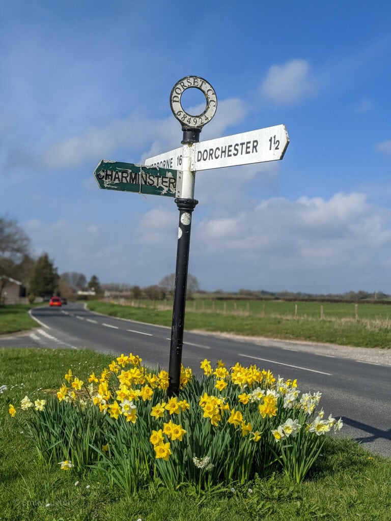 Signpost for Dorchester and Charminster surrounded by daffodils next to a road