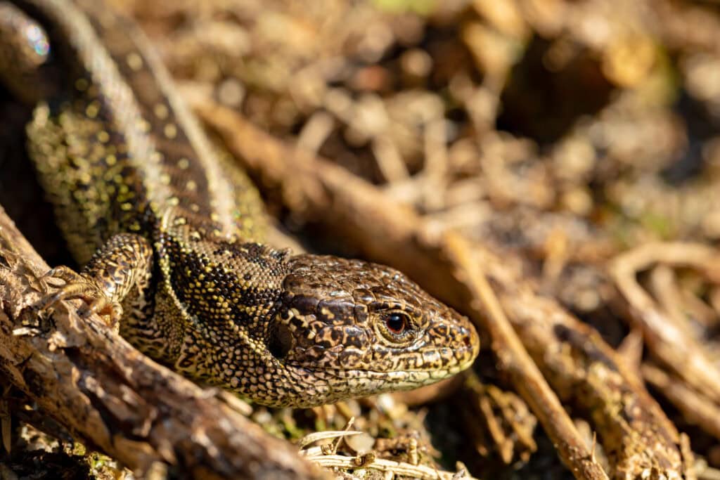 close up of a sand lizard amongst trigs