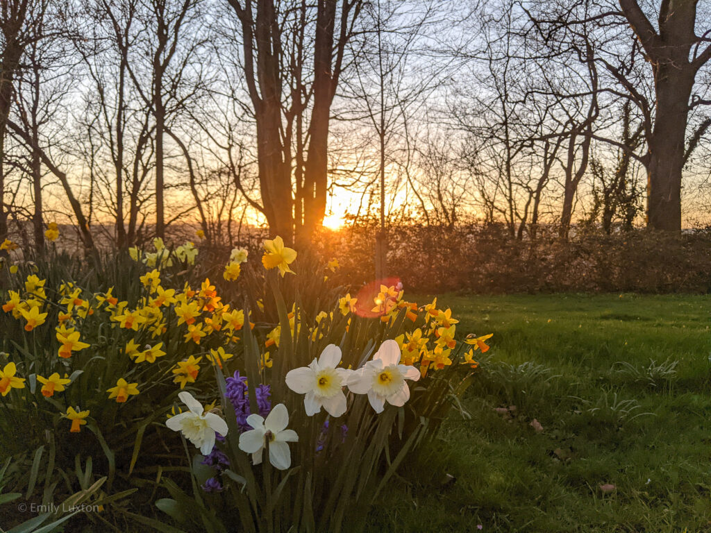 Many daffadils growing together with sunset and bare trees behind on a March day in Dorset