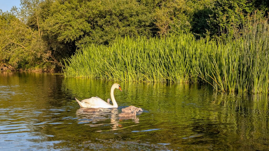 Swan with baby swans on a river with reeds behind