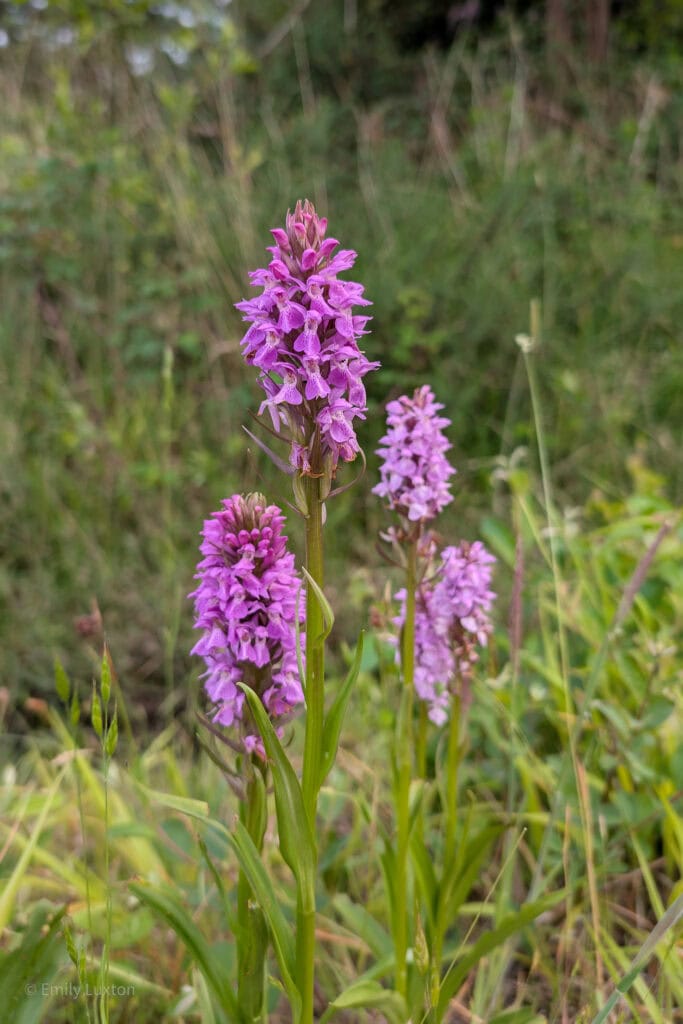 three tall purple orchids growing in long grass