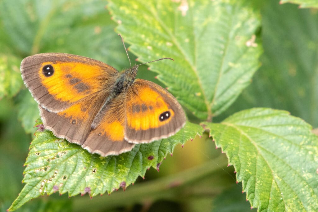 Close up of a brown and orange Gatekeeper butterfly resting on a bramble leaf.