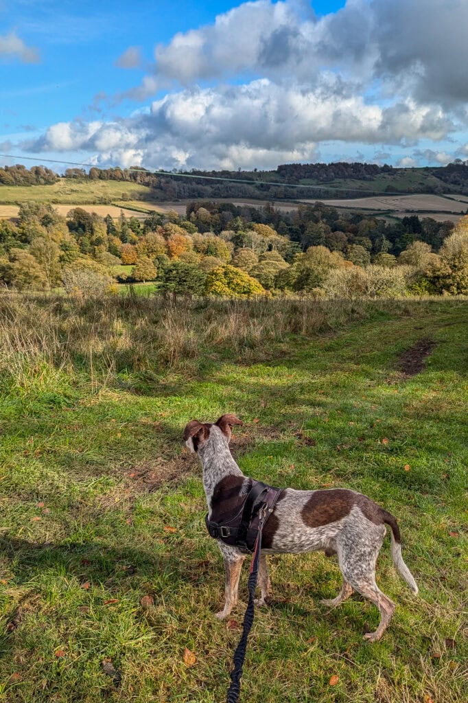 brown and white dog on a hill with autumn woodlands below in Dorset countryside
