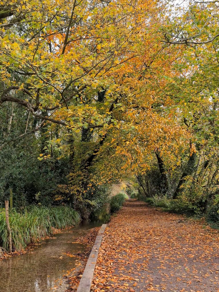 path with autumn leaves in a woodland