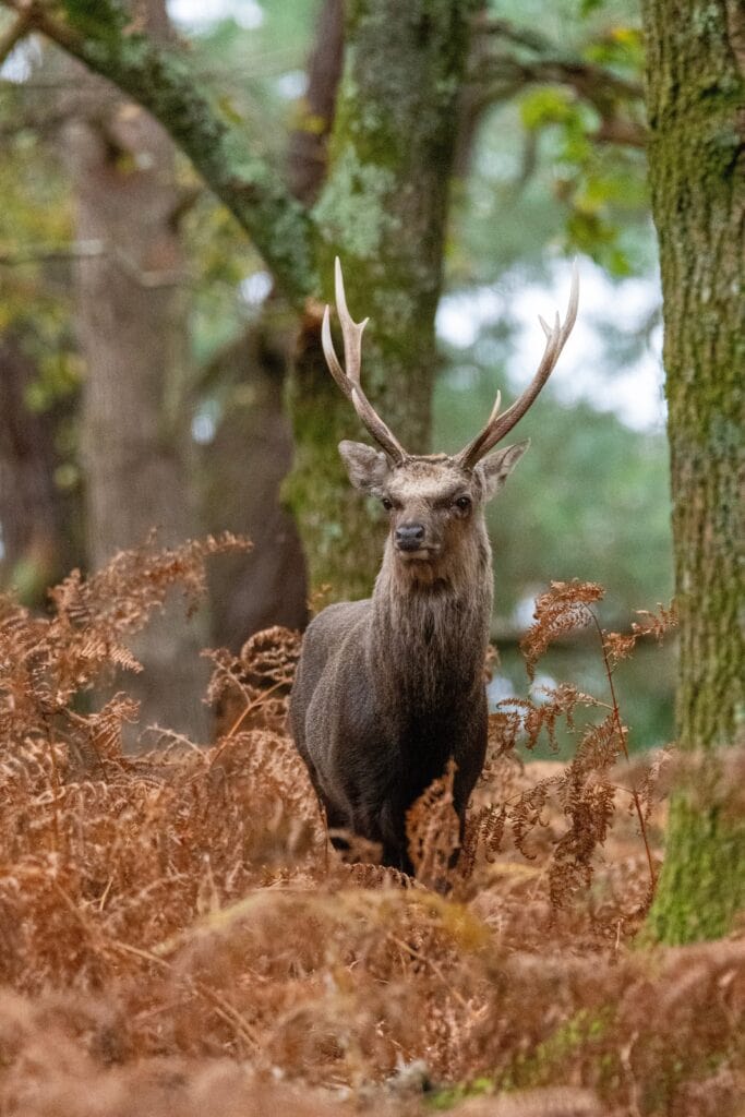 Sika deer stag with antlers amongst brown autumn ferns