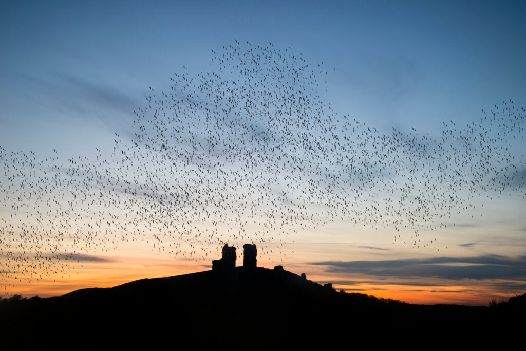 Starling murmuration in a sky at sunset above a ruined hilltop castle in silhouette